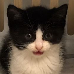 かにさんズにゃみりー☆猫の譲渡会in春日部