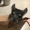 やぎぬま さん