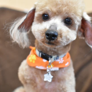 里親様決定♪元気いっぱい3本足のとらまる君