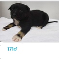 6/5朝まで！！子犬たちの家族募集中☆