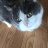もとみお