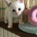 子猫ちゃん約１ヶ月