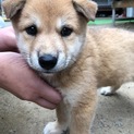 生後1カ月位のとても可愛い子犬です