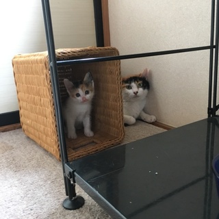 三毛親子の里親になってくれる方を募集中です(^^)