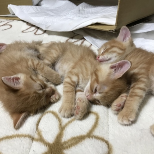 Mie Wのカバー写真