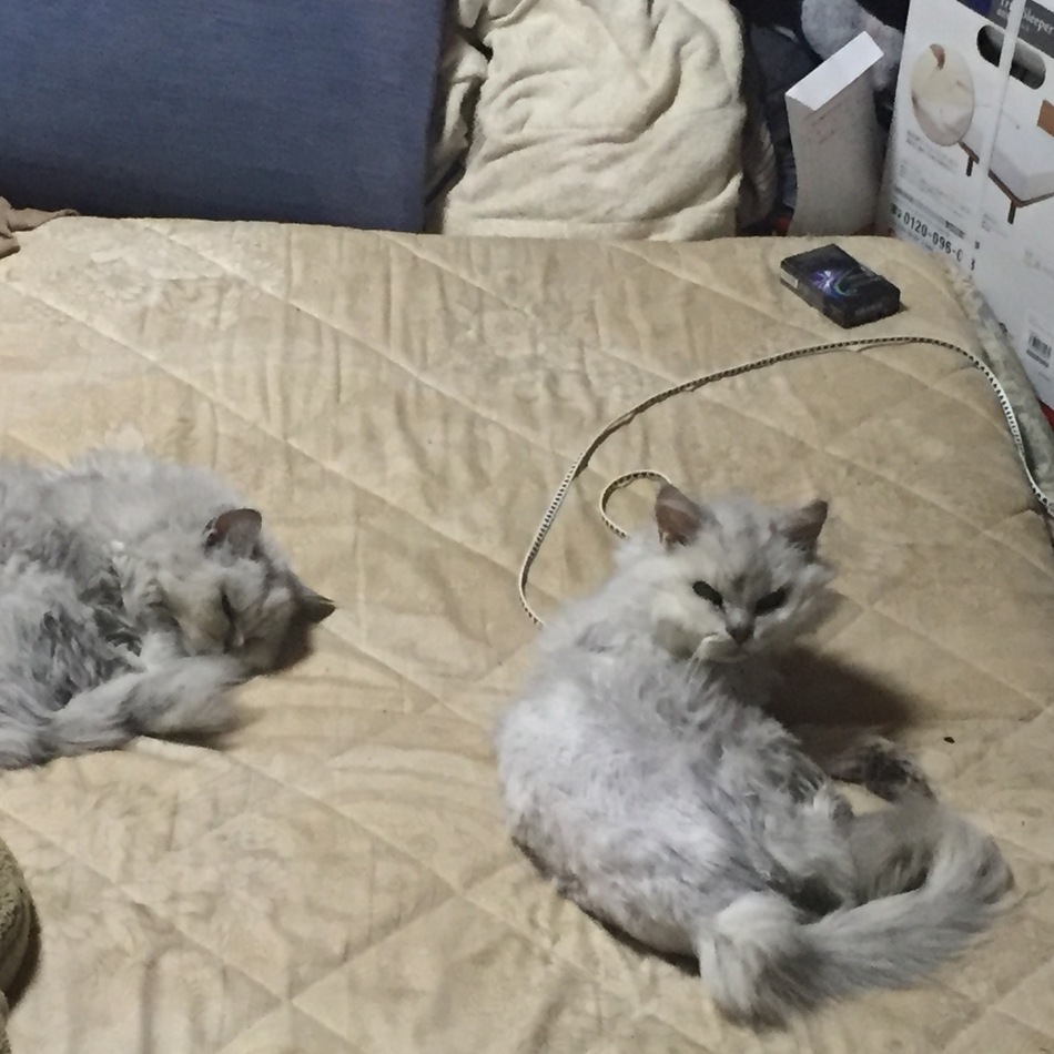 おとうちゃんのカバー写真