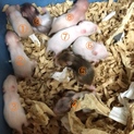 ゴールデンハムスターの里親さま、募集します