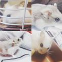 白ハム      唯ちゃん １歳