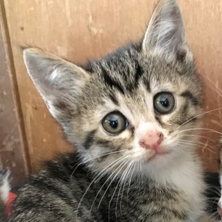 丸顔の甘えん坊ちゃん