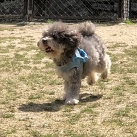 テツ