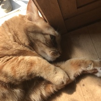 ベンツ