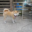 柴犬6才になったばかりです。