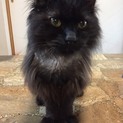 スリゴロ！ゴミ屋敷に置き去りにされた長毛黒猫