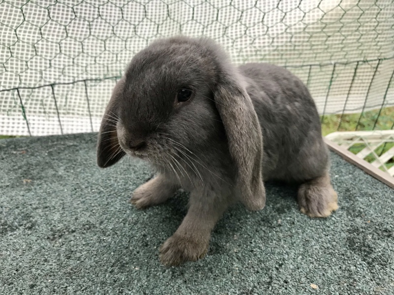 ドワーフロップイヤー サムネイル1