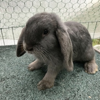 ドワーフロップイヤー