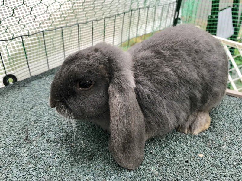 ドワーフロップイヤー サムネイル2