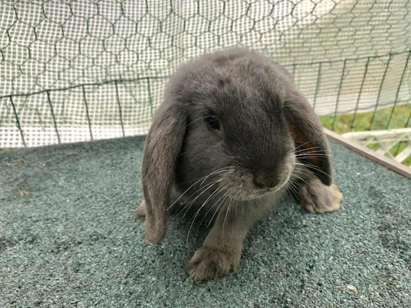 ドワーフロップイヤー サムネイル3