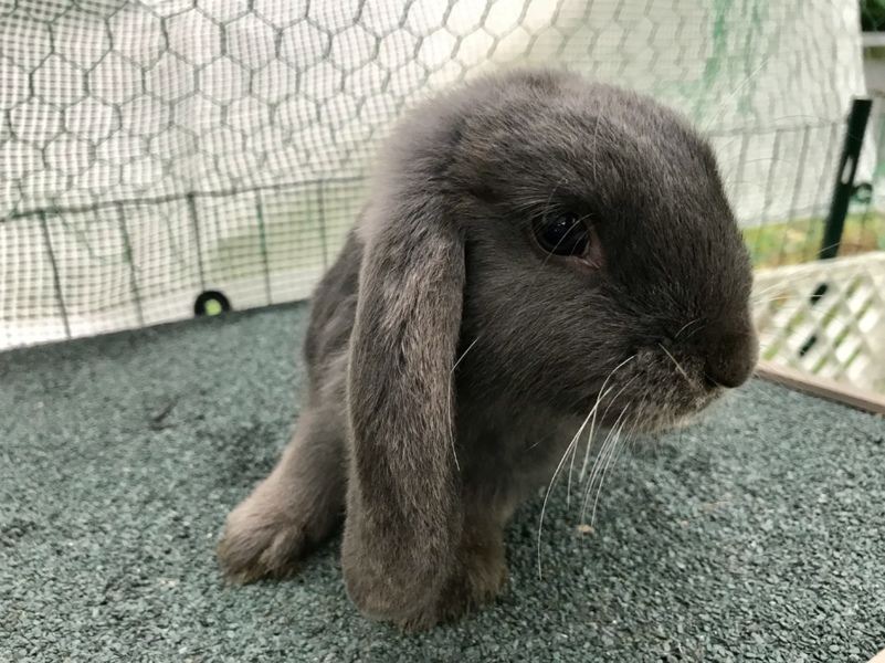 ドワーフロップイヤー サムネイル4