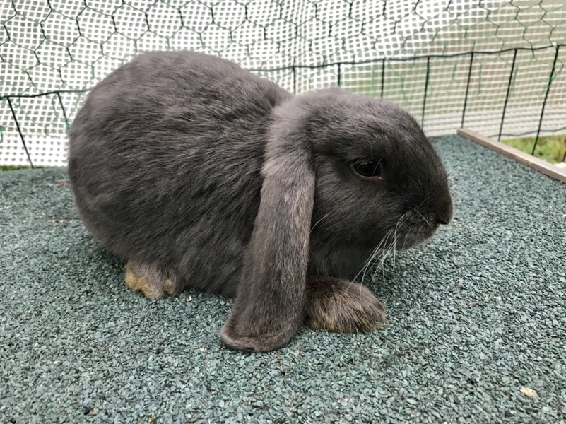 ドワーフロップイヤー サムネイル5