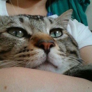 成猫オス去勢済み 里親募集中！