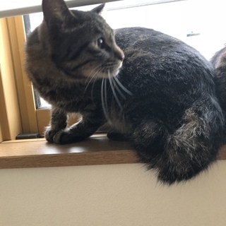 4歳オス 去勢済み