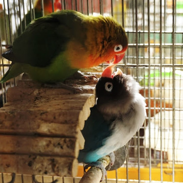 ボタンインコの銀杏&秋児姉妹。とても仲良しです。