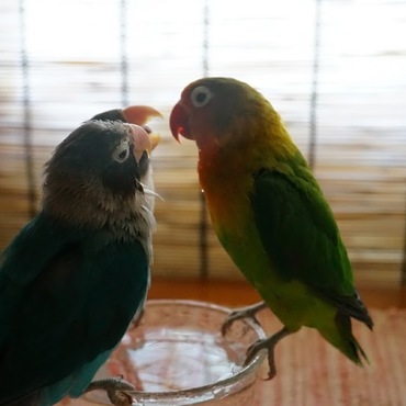 喧嘩しつつも、いつも一緒のきょうだい達です