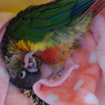 我が家の新しい家族。ウロコインコの陽(みなみ)です。