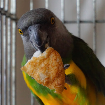 我が家の最年長、15才のゴン。やさしいお兄ちゃんです。