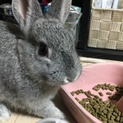 ネザーランドドワーフ