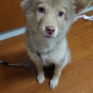 野犬の子犬　３ヶ月男の子