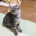 仔猫里親募集です