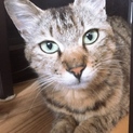 至急募集中❗️❗️1歳くらいの可愛い猫ちゃん
