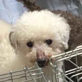 決定☆『ぶらん』愛嬌有り。人が大好き