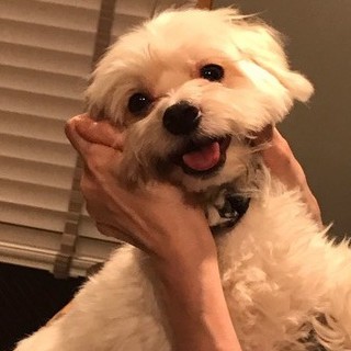 マルチ×トイプーmix♂オルガ　預かり日記あり