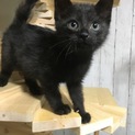 黒猫ヤンチャ坊主のり玉！！犬OK