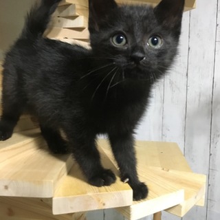 黒猫ヤンチャ坊主のり玉！！犬OK
