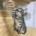 キジトラ甘えっ子さん♀あんこ玉ちゃん