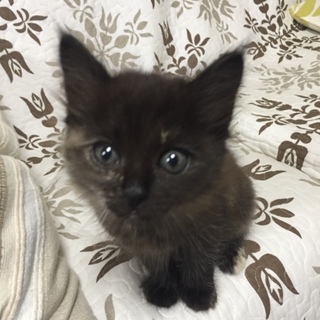 ありがとうございました