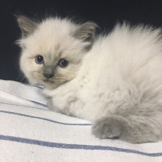 ふわふわの姉妹