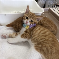 グループねこさと「子猫成猫譲渡会」
