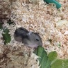 ジャンガリアンハムスターの赤ちゃんの里親募集中です サムネイル2