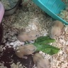 ジャンガリアンハムスターの赤ちゃんの里親募集中です サムネイル3
