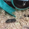 ジャンガリアンハムスターの赤ちゃんの里親募集中です サムネイル4