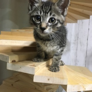 甘えん坊のベタベタくん、にら玉犬OK