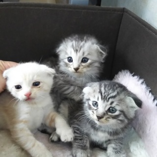 スコティッシュフォールド？