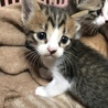 生後１ヶ月のかわいい茶トラ兄弟 サムネイル2