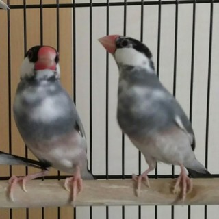 文鳥の里親募集