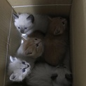 無事里親様がみつかりました♡