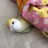 チロチビ